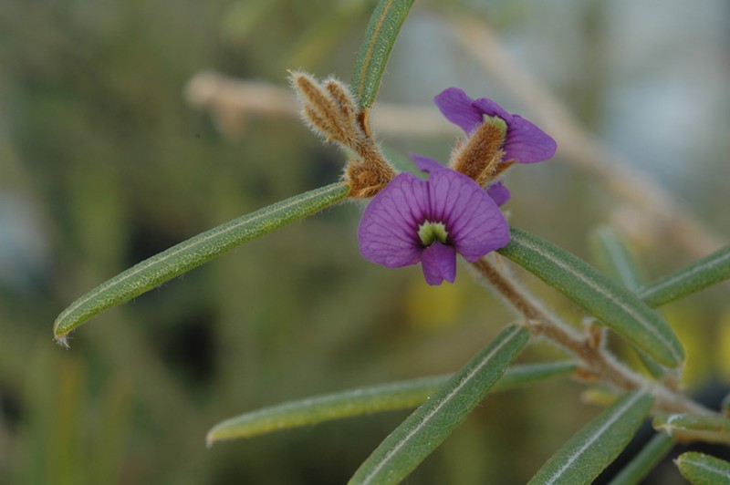 Hovea speciosa