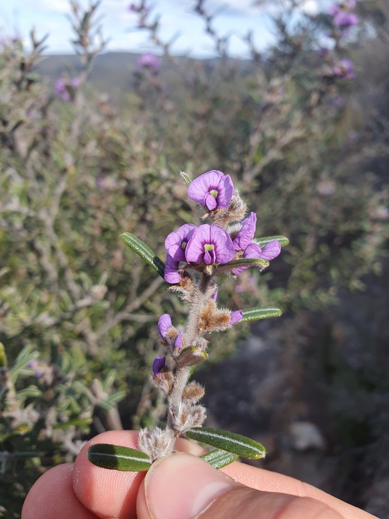 Hovea speciosa photo 2
