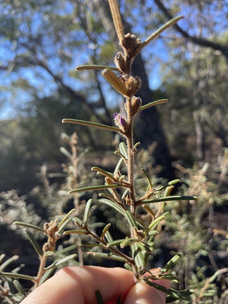 Hovea speciosa photo 3