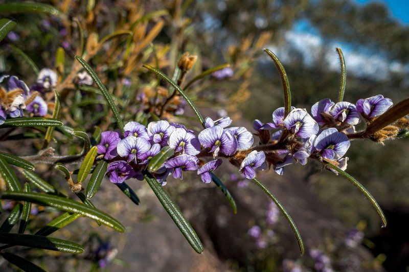 Hovea speciosa photo 4