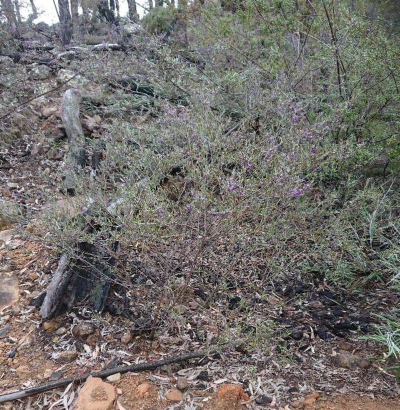 Hovea speciosa photo 5