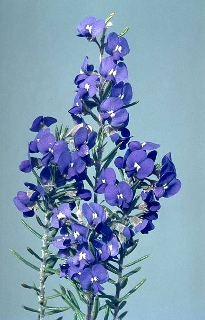 Hovea stricta