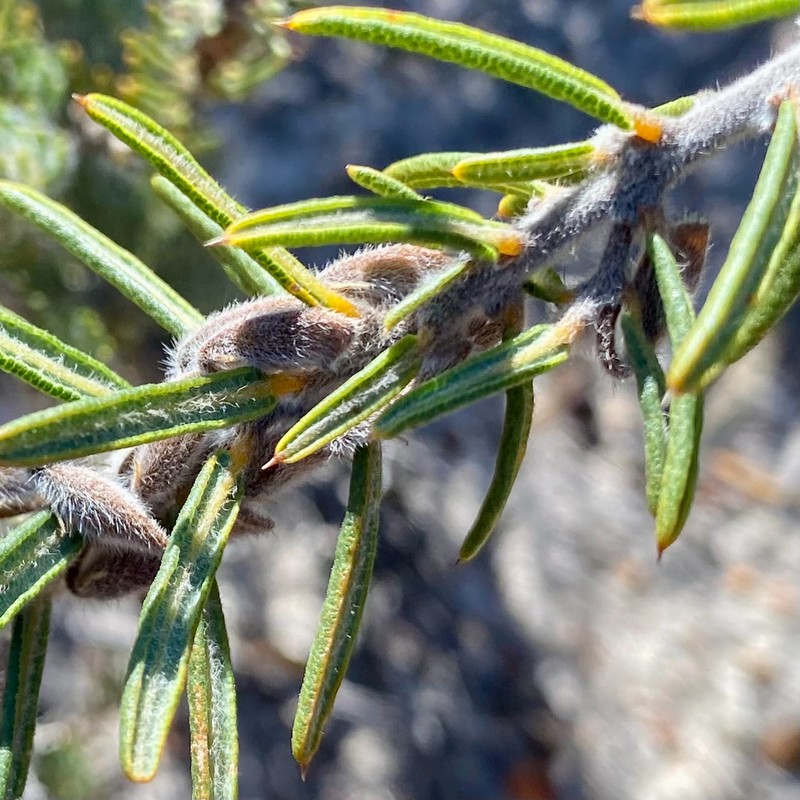 Hovea stricta photo 2