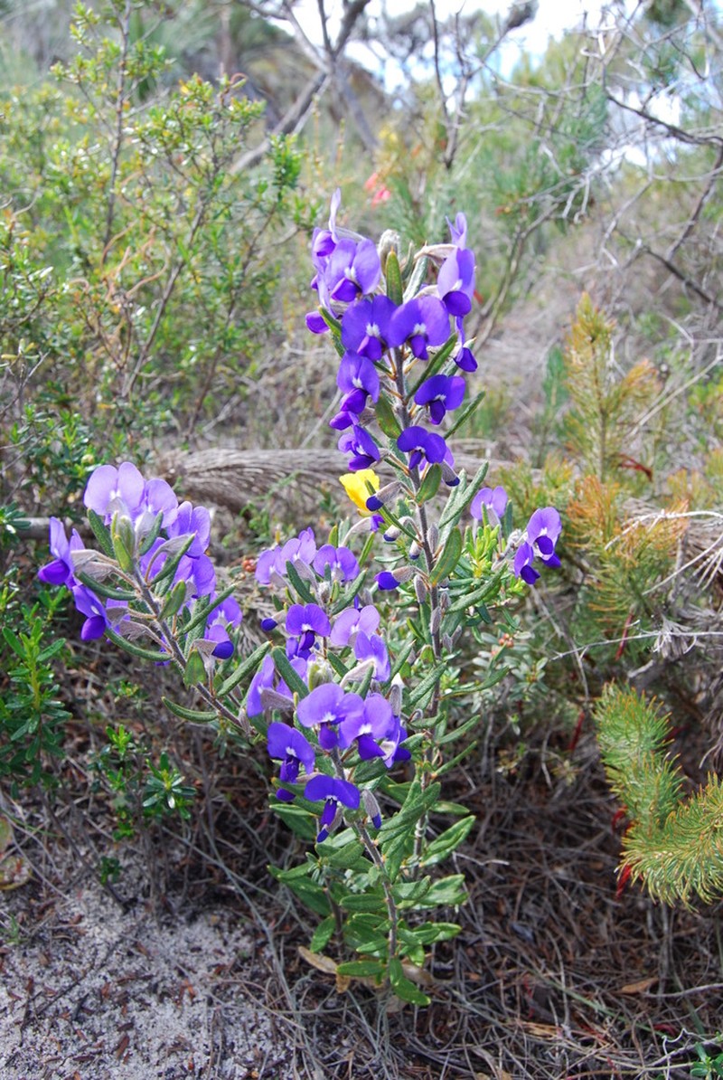 Hovea stricta photo 3