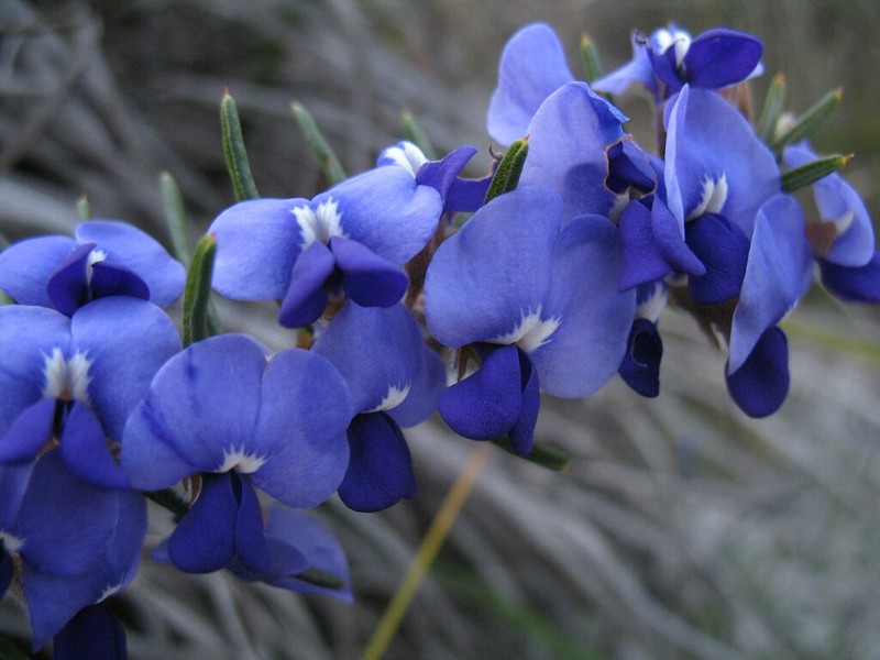 Hovea stricta photo 4