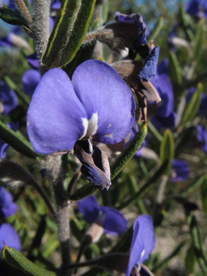 Hovea stricta photo 5