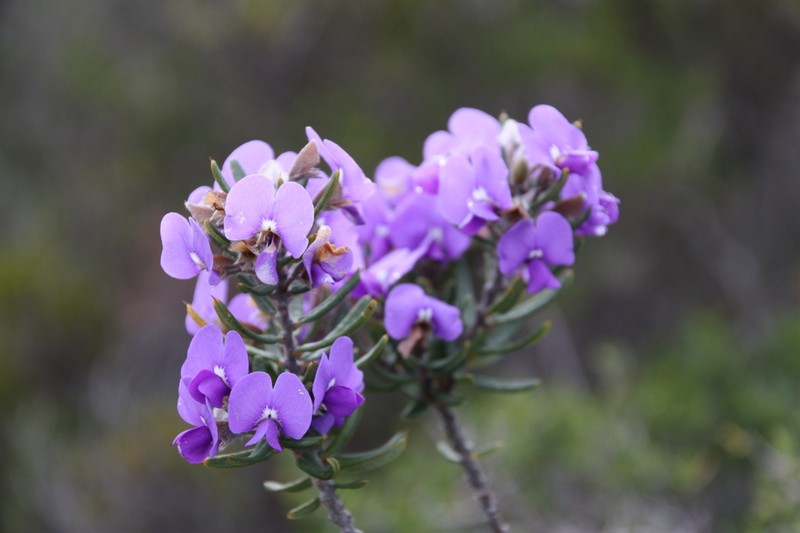 Hovea stricta photo 6