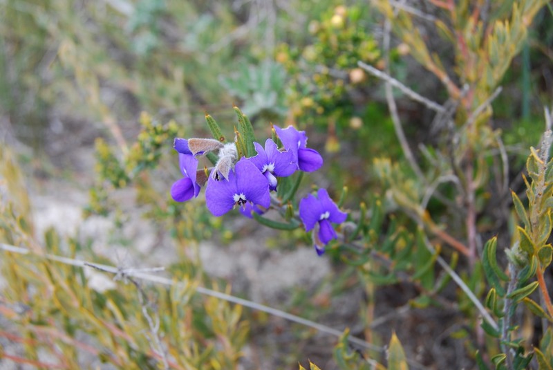Hovea stricta photo 7
