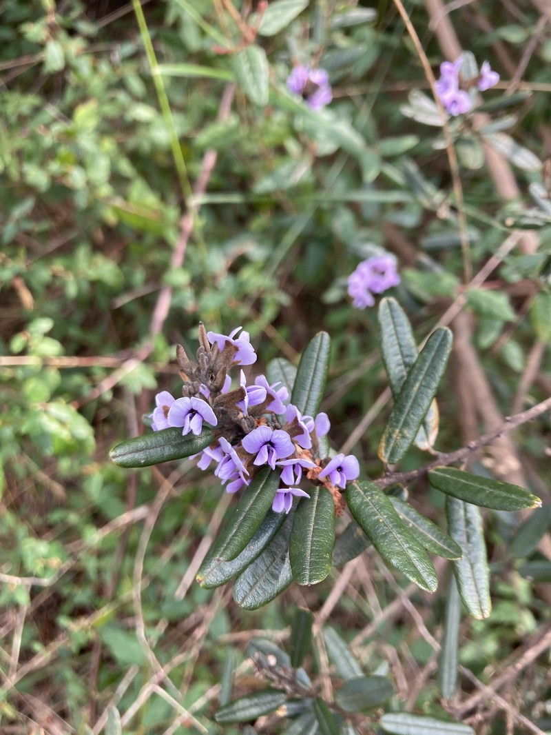 Hovea tasmanica