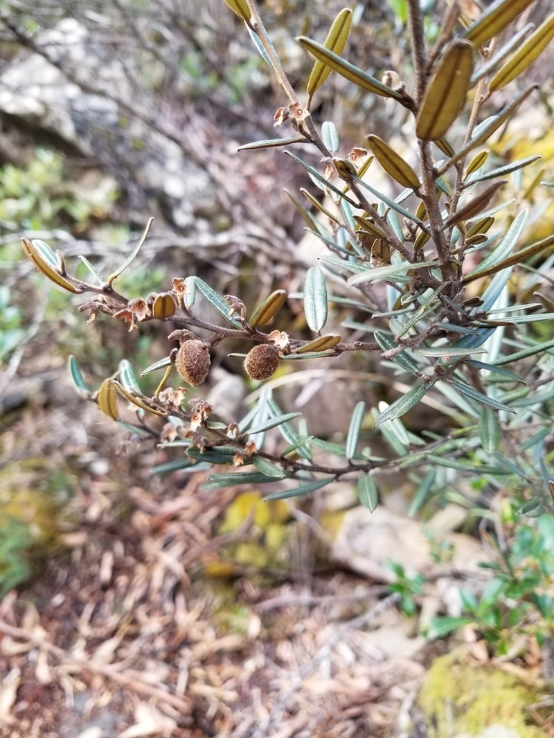 Hovea tasmanica photo 2