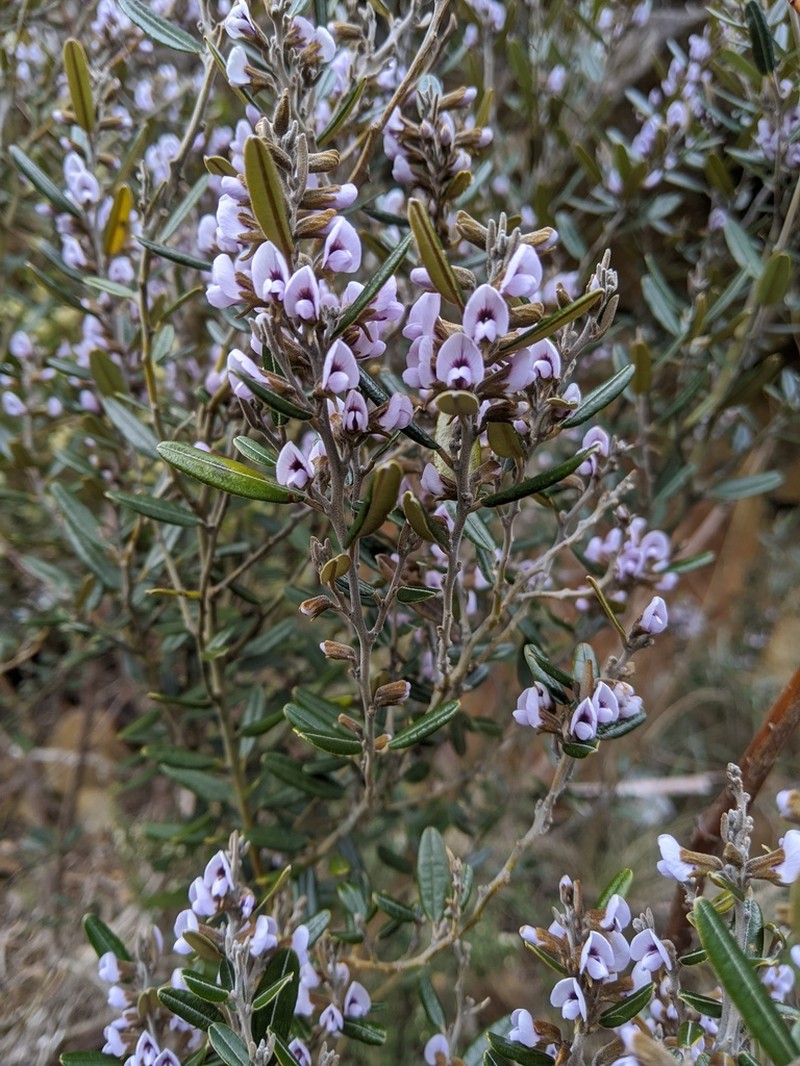 Hovea tasmanica photo 4