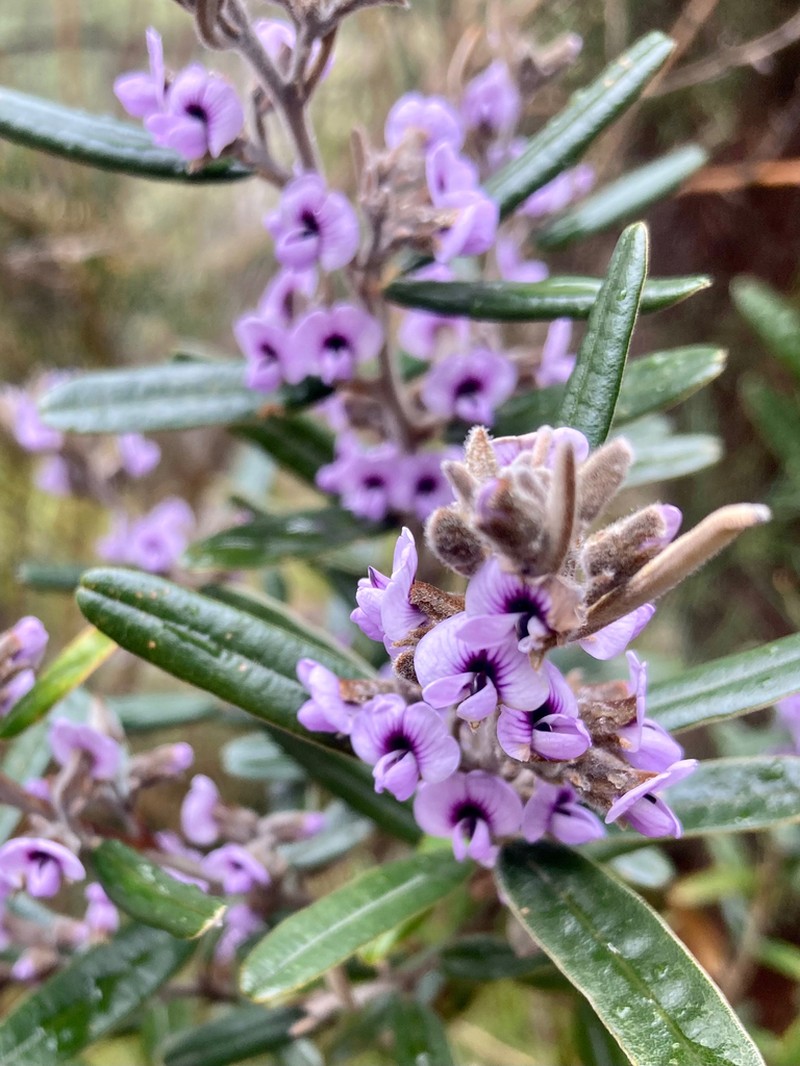 Hovea tasmanica photo 6