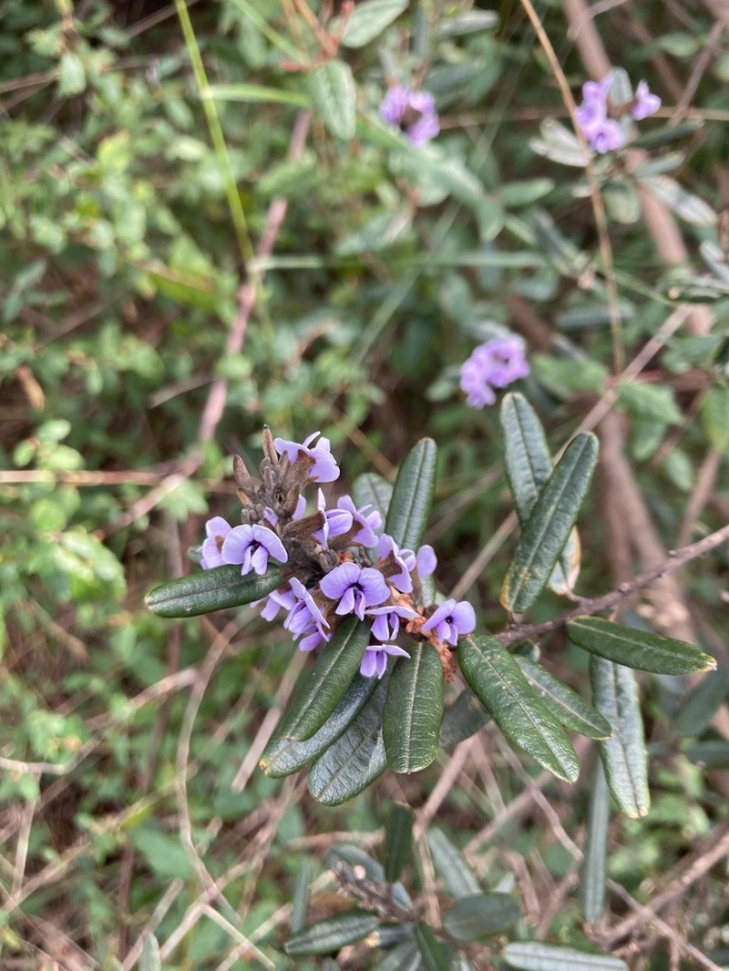 Hovea tasmanica photo 7