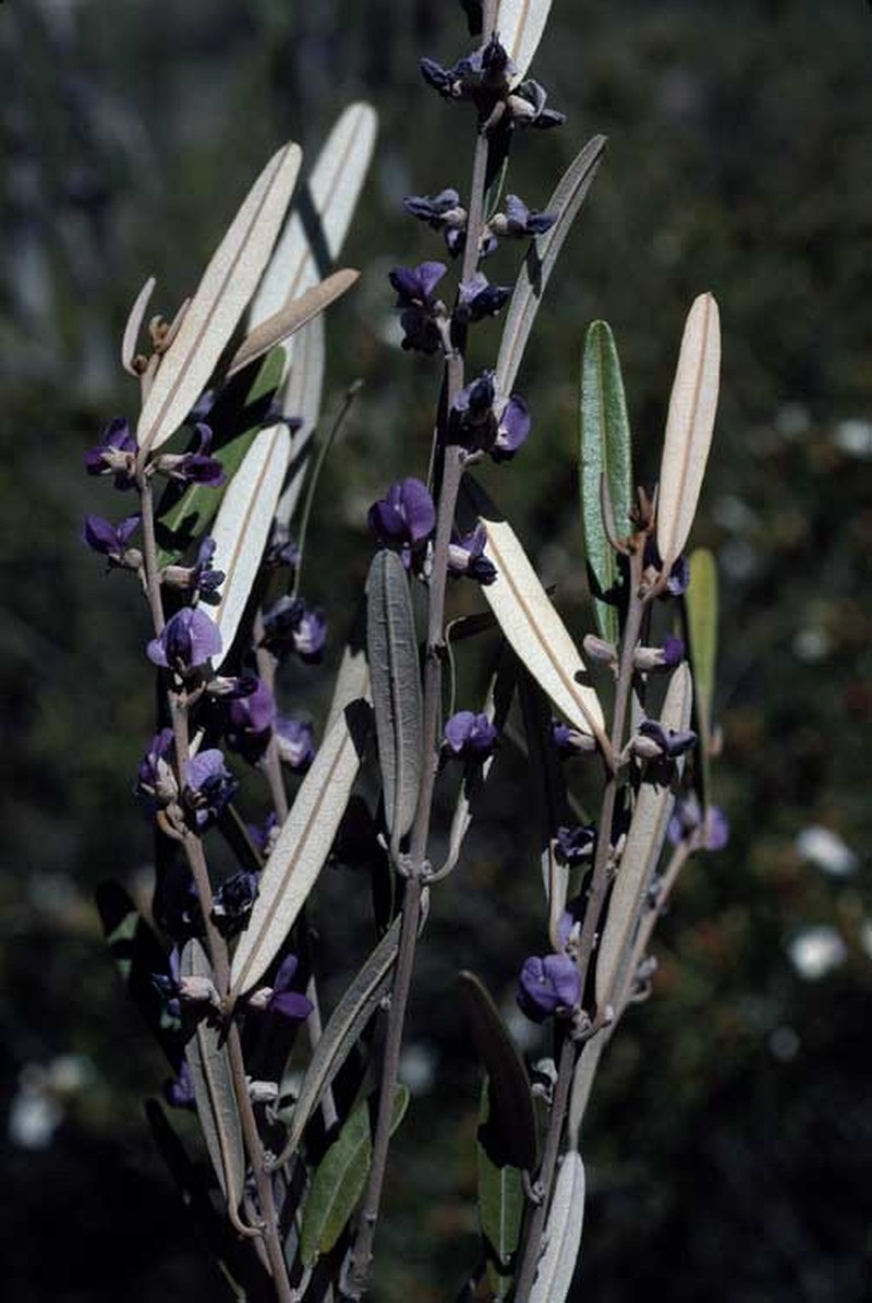 Hovea tholiformis