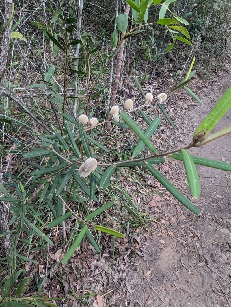 Hovea tholiformis photo 2