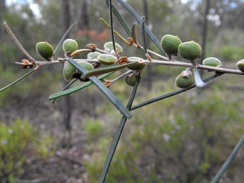 Hovea tholiformis photo 3