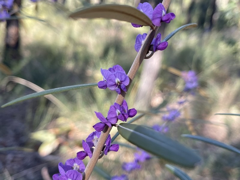 Hovea tholiformis photo 4