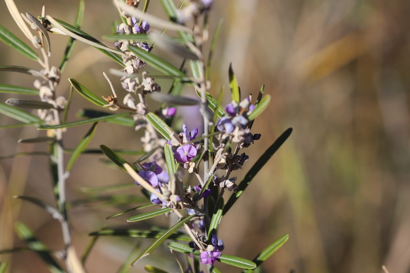 Hovea tholiformis photo 6