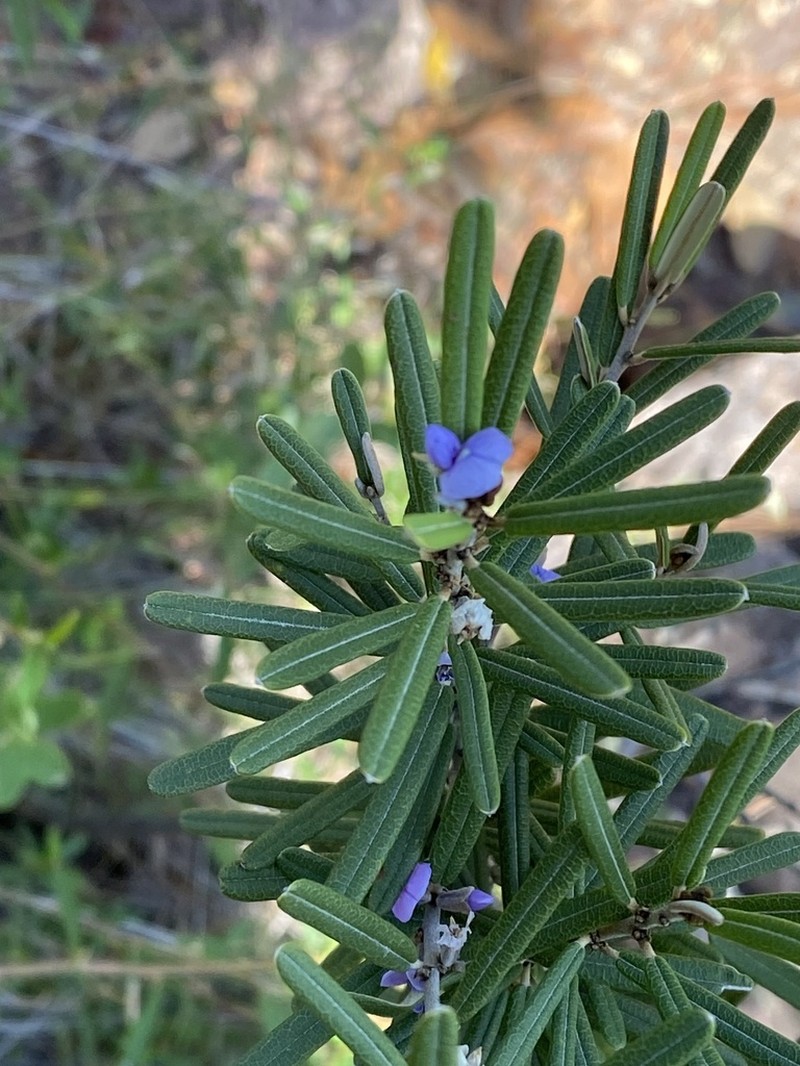 Hovea tholiformis photo 7