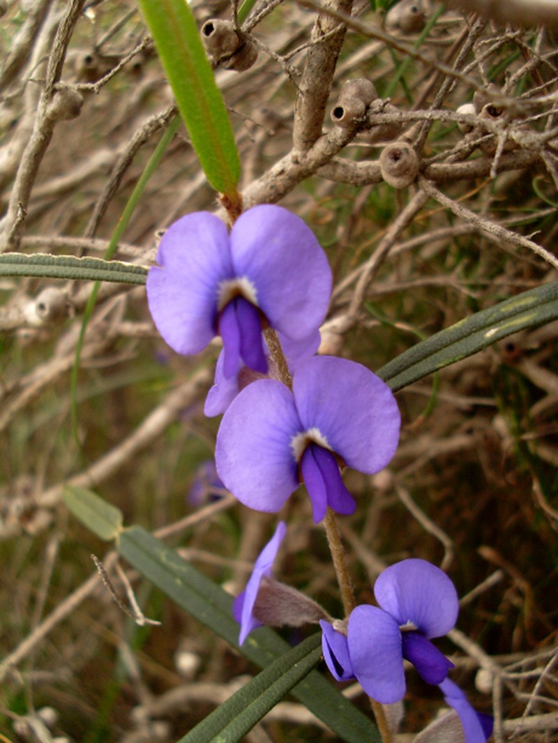 Hovea trisperma