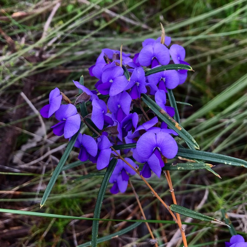 Hovea trisperma photo 2