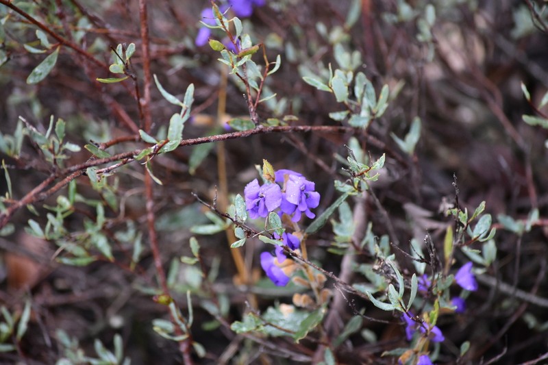 Hovea trisperma photo 3