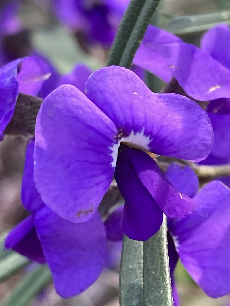 Hovea trisperma photo 4