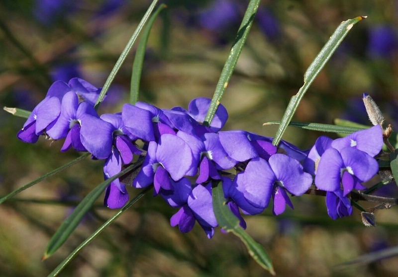 Hovea trisperma photo 5