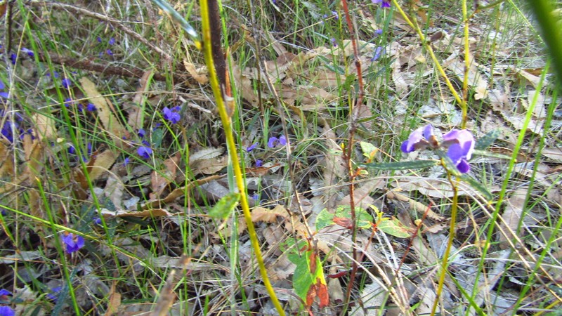 Hovea trisperma photo 6
