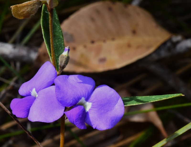 Hovea trisperma photo 7