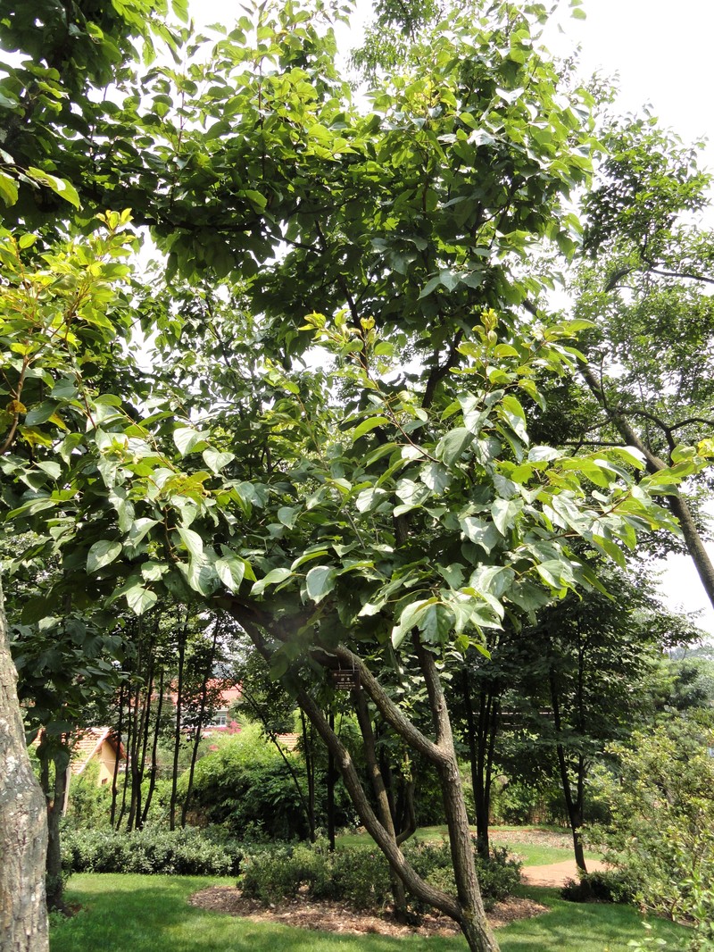 Hovenia acerba