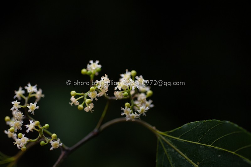 Hovenia acerba photo 6
