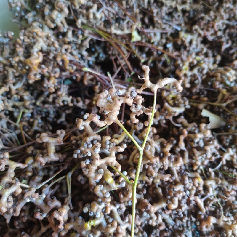 Hovenia acerba photo 7