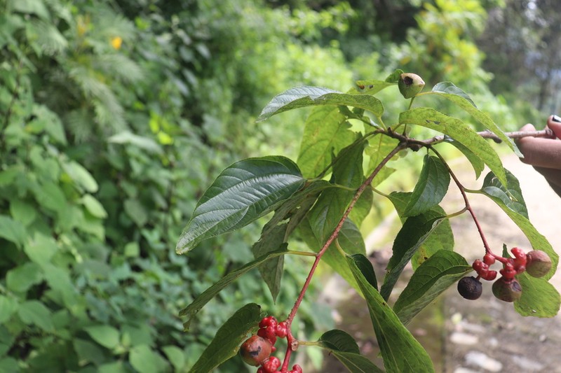 Hovenia celtidifolia photo 2
