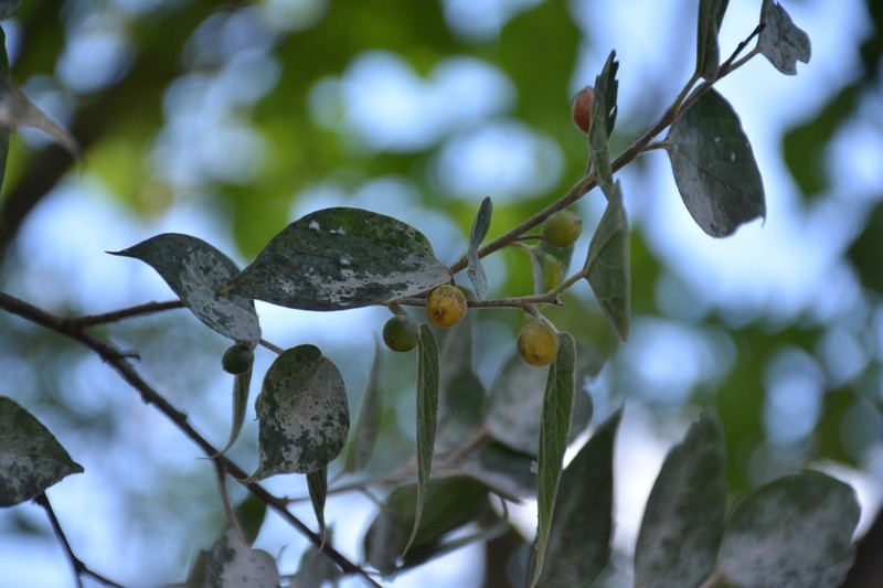 Hovenia celtidifolia photo 3