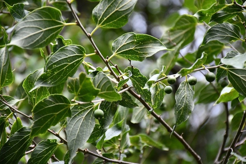Hovenia celtidifolia photo 4