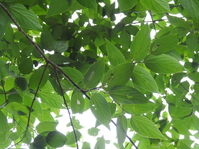 Hovenia celtidifolia photo 5