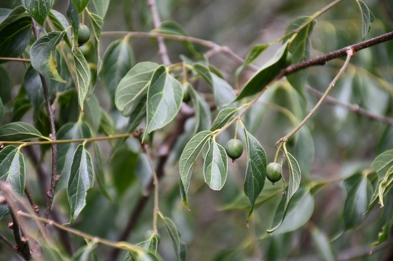 Hovenia celtidifolia photo 6