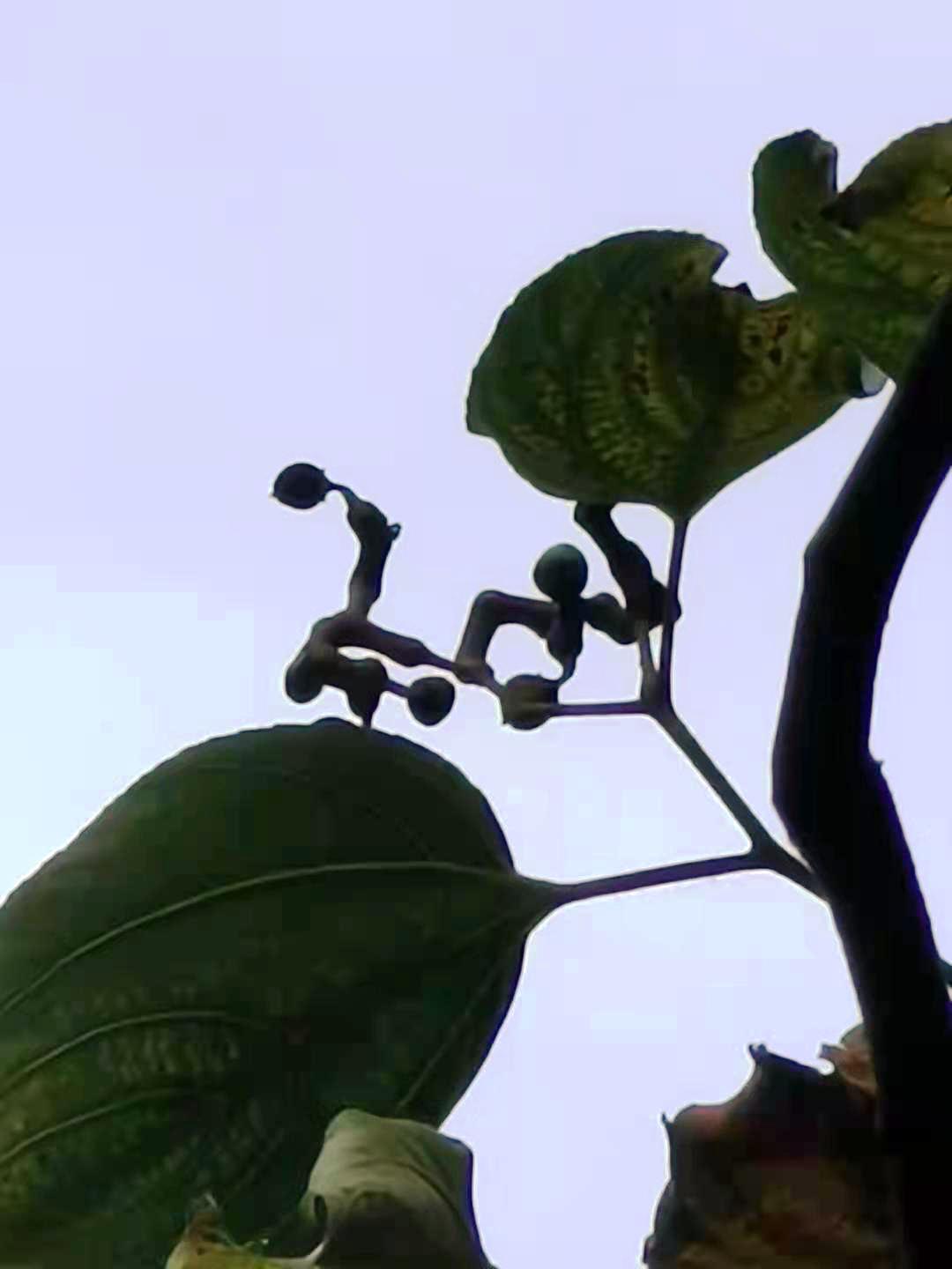Japanese Raisintree photo 2
