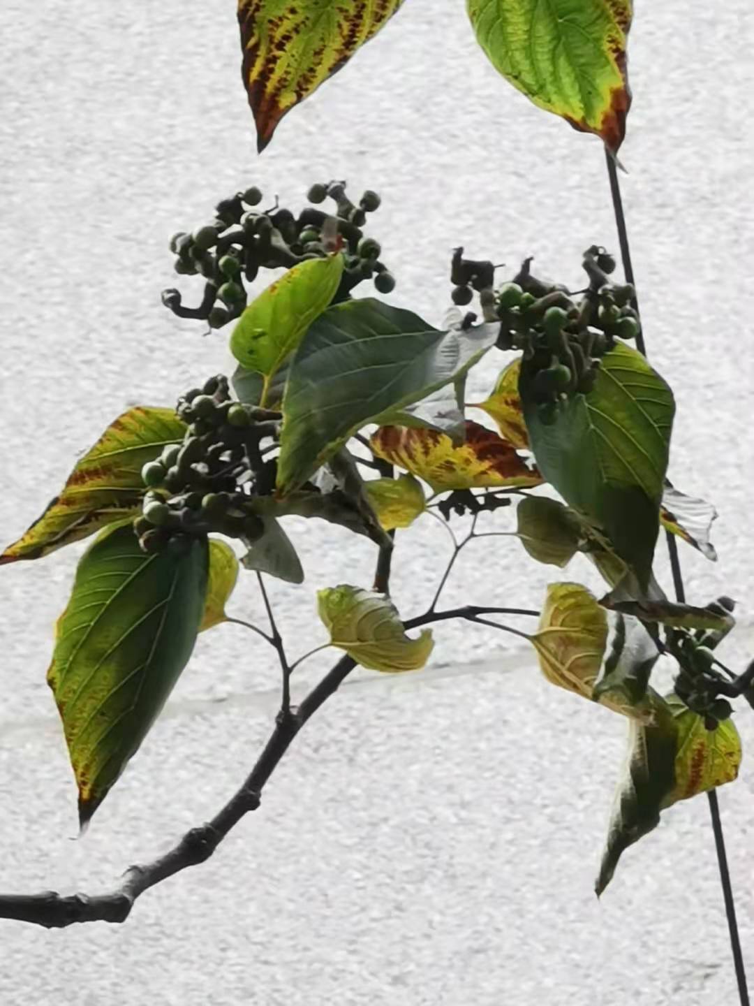 Japanese Raisintree photo 3
