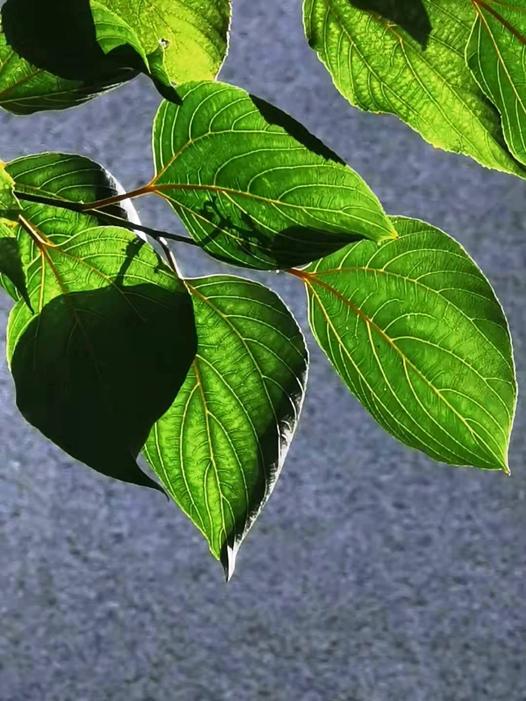 Japanese Raisintree photo 4