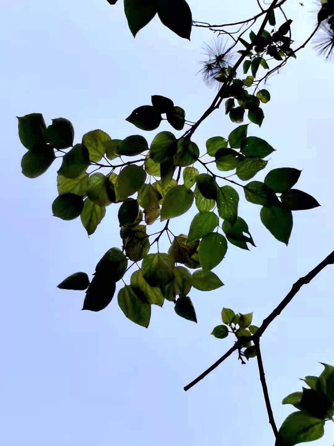 Japanese Raisintree photo 5