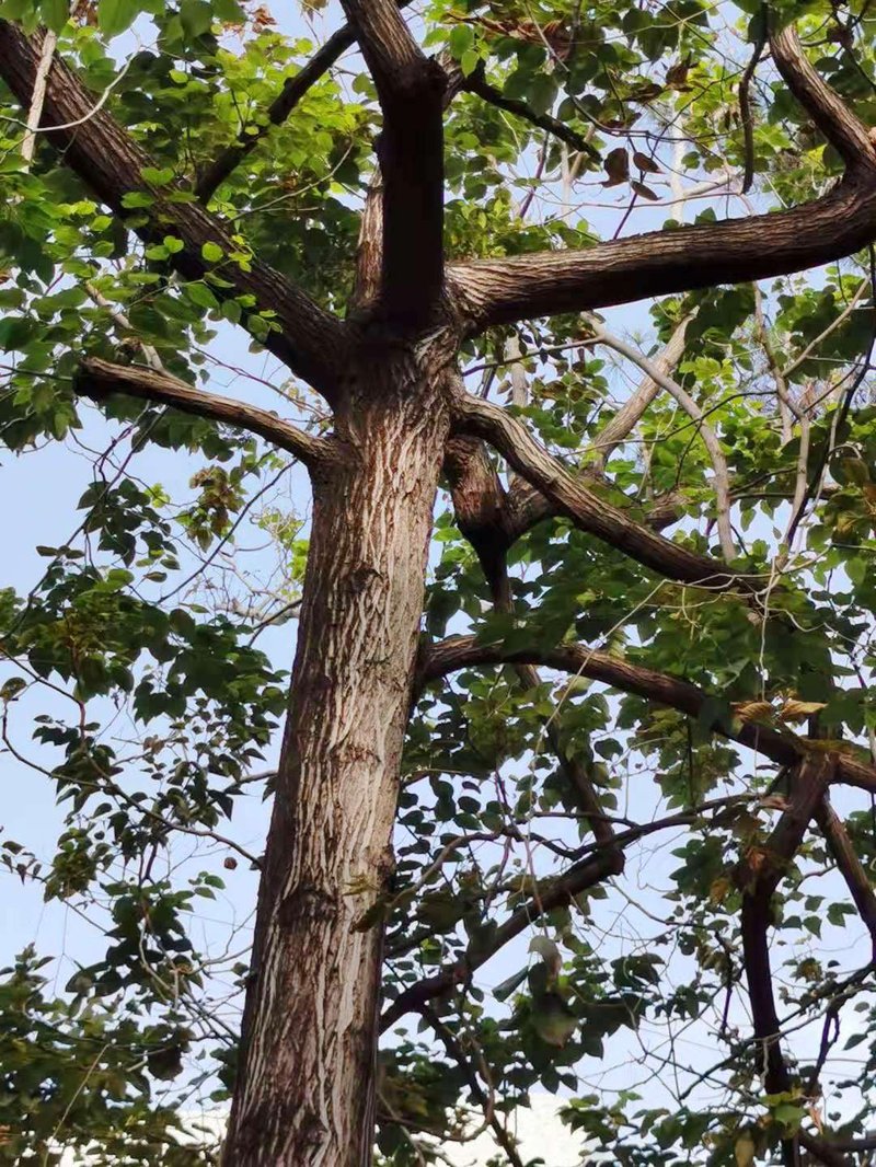 Japanese Raisintree photo 6