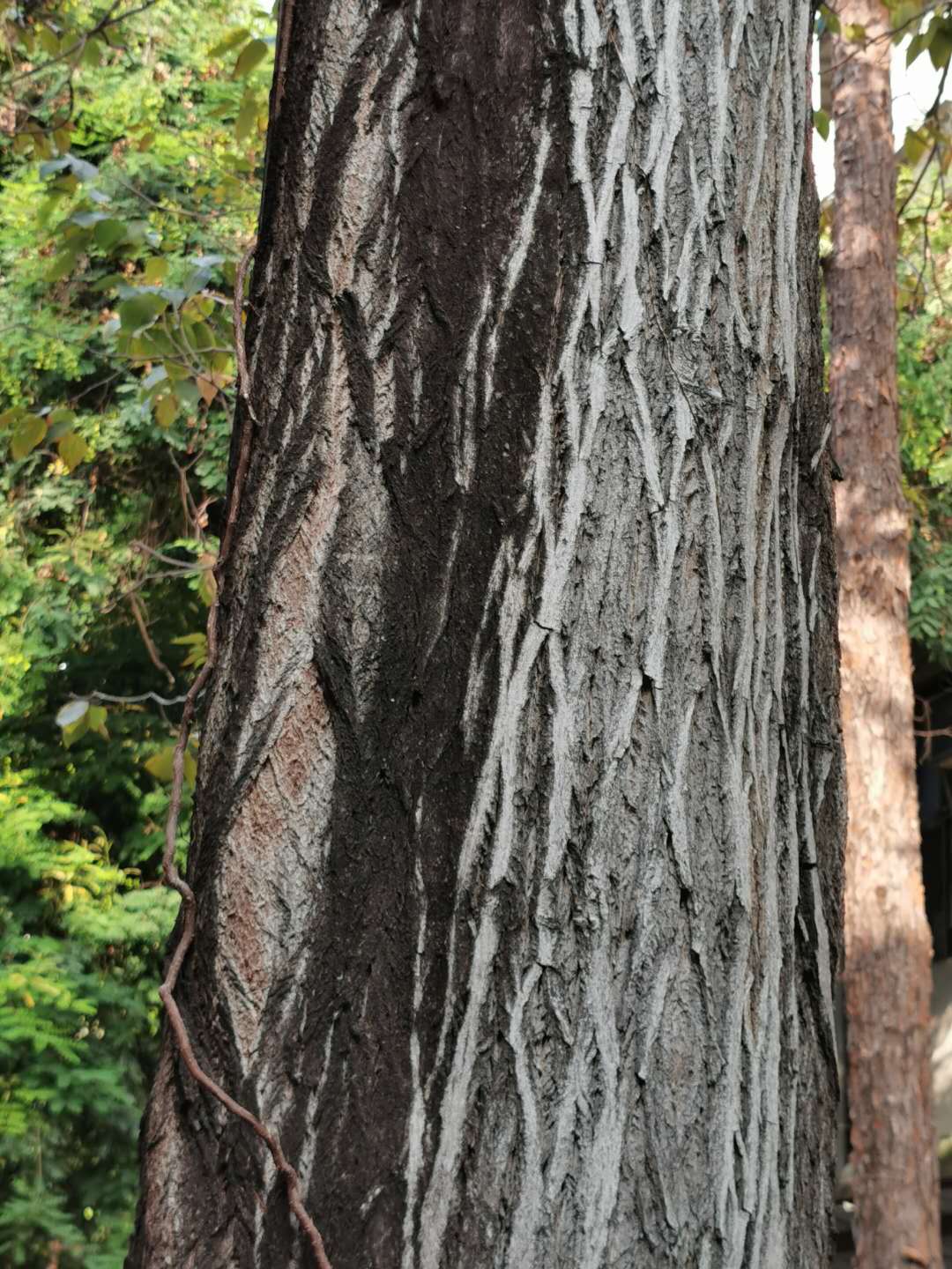 Japanese Raisintree photo 7
