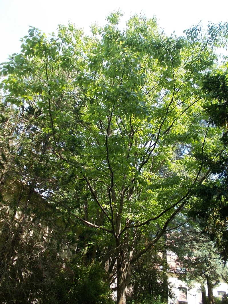 Japanese Raisintree photo 8