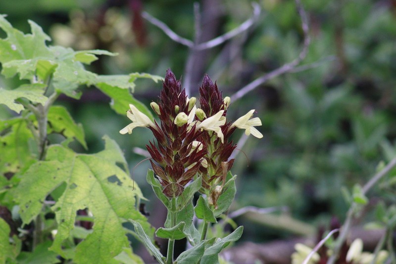 Hoverdenia speciosa photo 2