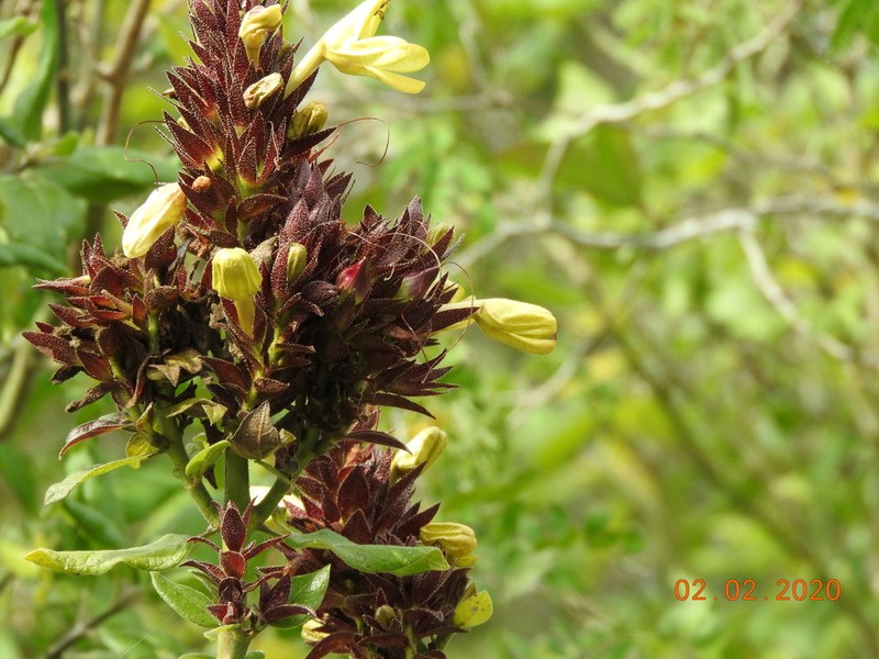 Hoverdenia speciosa photo 3