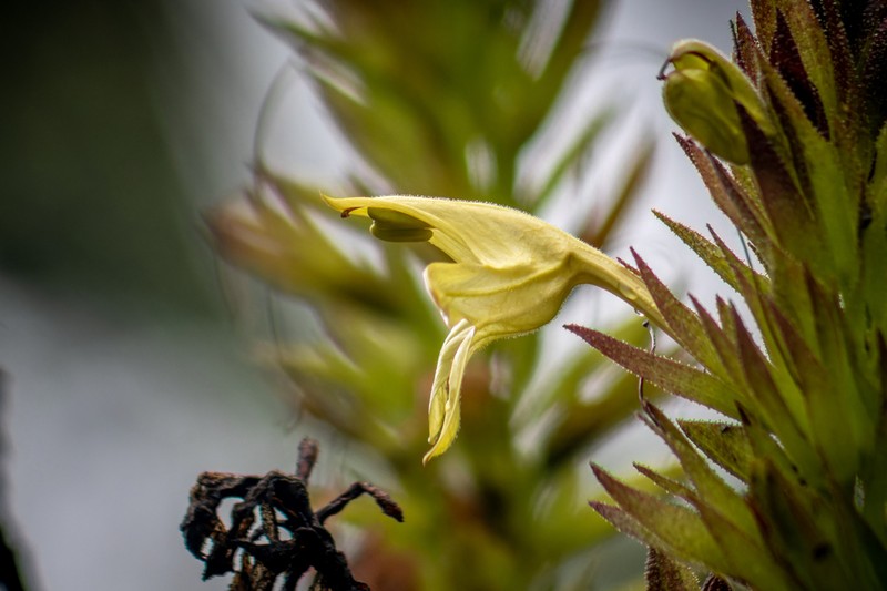 Hoverdenia speciosa photo 4