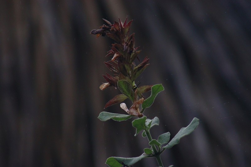 Hoverdenia speciosa photo 5