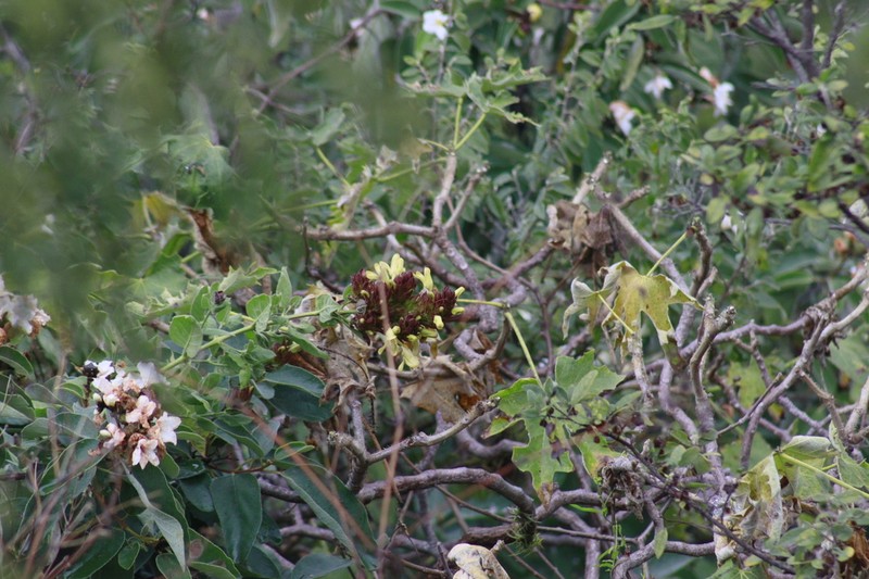 Hoverdenia speciosa photo 6